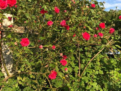 Bild 7 aus  Sprengerhof