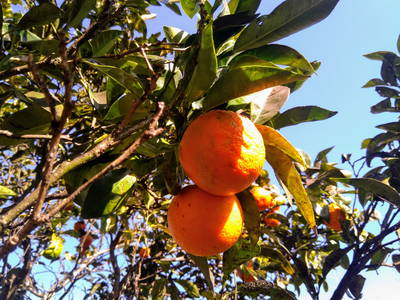 Bild 5 aus  Urlaub auf dem Lande zwischen den zwei Meeren - Apulien - Salento