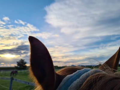 Bild 20 aus  Ferienwohnungen Seehof am Waginger See