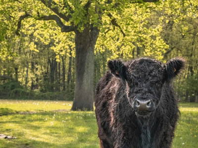 Bild 16 aus  Ostsee Baumhaushotel Schleswig-Holstein