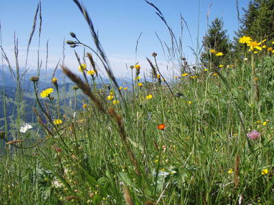 Bild 20 aus  Alpenrösle Ferienwohnungen