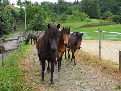 Bild 23 aus  Hubertushof Steidle