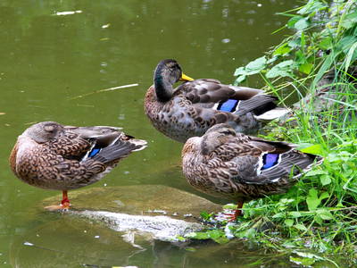 Bild 13 aus  Ostseeferienhof Tralau