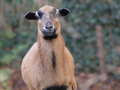 Bild 31 aus  Arber Lofts