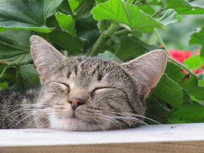 Bild 15 aus  Vogtbenedikthof im Schwarzwald