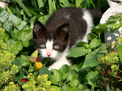 Bild 50 aus  Erlebnis-Bauernhof Kliewe auf der Insel Rügen