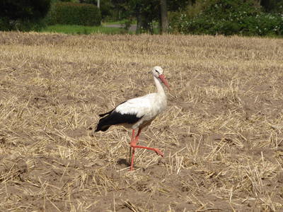 Bild 70 aus  Ferienhaus Gut Rattelvitz-INSEL RÜGEN