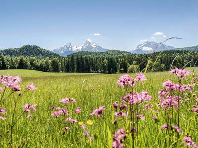 Bild 21 aus  Wiesenhäusl