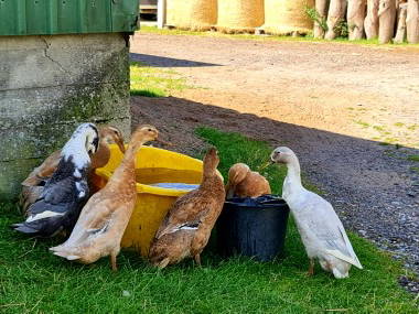 Bild 3 aus  Ferienhof Schnoor