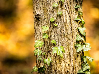 Bild 52 aus  Gut Neuwerk