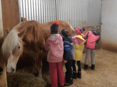 Bild 7 aus  Appartement Birkenhof - Urlaub mit Pferden und Alpakas