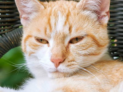 Bild 10 aus  Wastleicherhof am Chiemsee