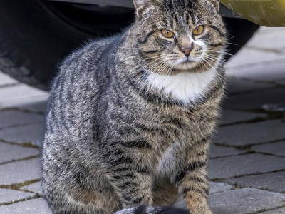 Bild 52 aus  Tannenhof