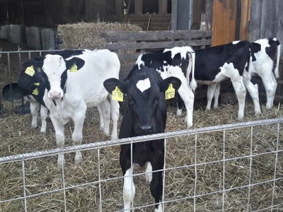 Bild 21 aus  Bauernhof Büchsenschütz