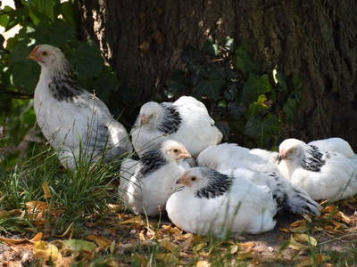 Bild 25 aus  Vogtbenedikthof im Schwarzwald