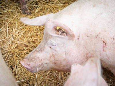 Bild 16 aus  LINDENHOF- BAUERNHOFURLAUB / OSTSEENÄHE