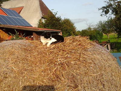 Bild 20 aus  Bauernhof Laave