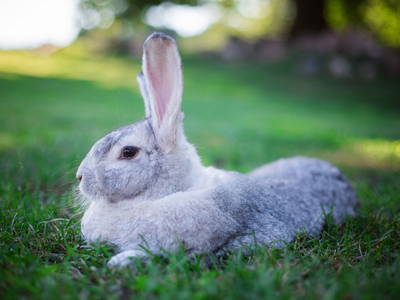 Bild 21 aus  Gutshof Dragefeld