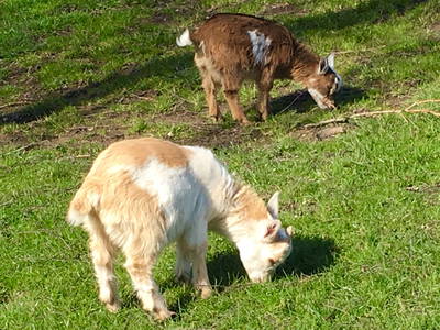 Bild 11 aus  Ferienhof Messer  Bauernhofurlaub  Ostseenähe  Ponys