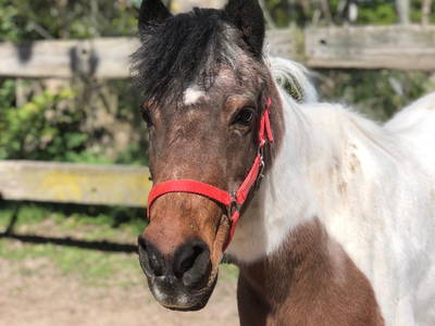 Bild 41 aus  Ferienhof Rauert