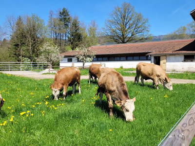 Bild 19 aus  Burgstallhof