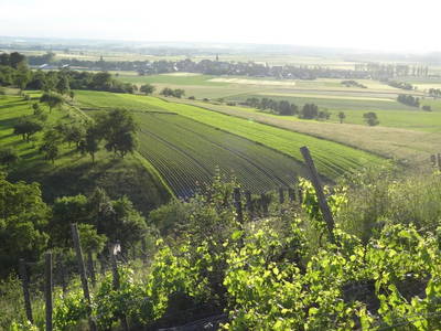 Blick vom Weinberg nach Ickelheim