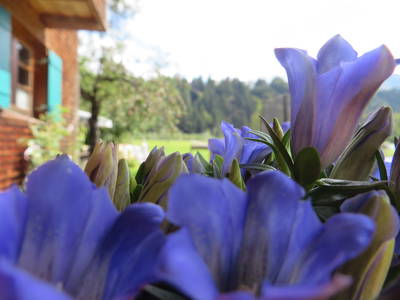 Bild 21 aus  Landhaus Alt mit  Bauernhof* Gesundes Wohnen In Freier Natur* Tolle-Angebote *Bergbahn Unlimited*