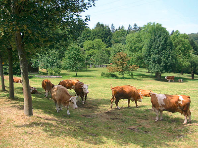 Bild 6 aus  Schollerhof