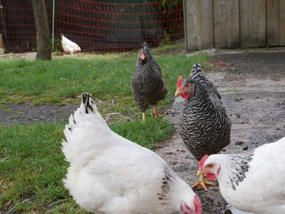 Bild 12 aus  Ferienhof Zinn