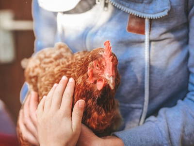 Bild 20 aus  "Höhenhof - Erlebnisbauernhof"