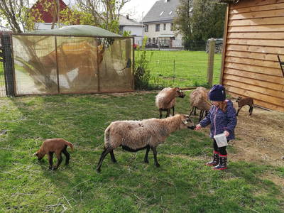 Bild 16 aus  Ferienhof Ritter im Harz