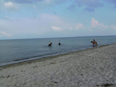 Bild 5 aus  Ferienhof Falk