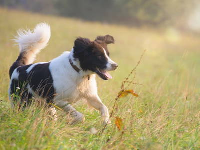 Spiel und Spaß auf den großen Wiesen von Gut Feuerschwendt