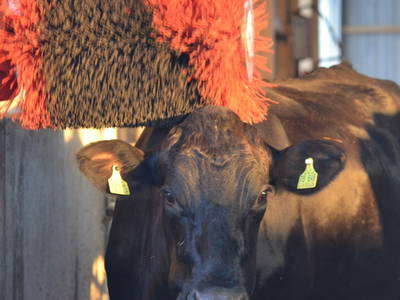 Bitte einmal kämmen!