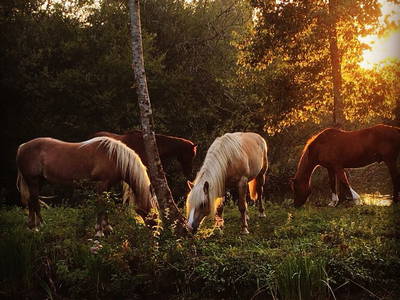 Bild 75 aus  Le Colombié - Ferienhäuser an der Dordogne mieten
