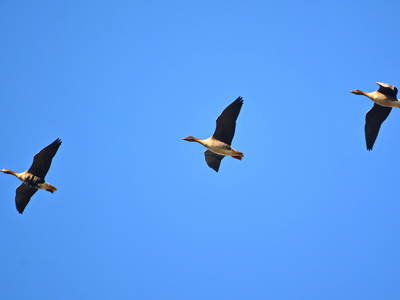 Bild 9 aus  Pieverstorf 2