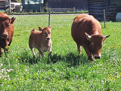 Bild 29 aus  Bichlerhof