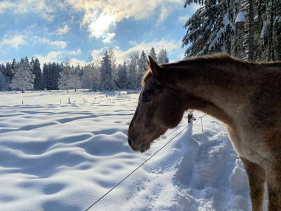 Bild 34 aus  Ferien-Landhaus-Isolde