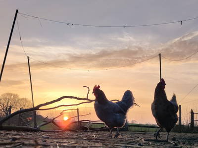 Bild 25 aus  Hof in de Wisch - Natur-Erlebnishof für Neugierige