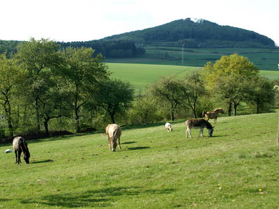 Bild 14 aus  LandSelection Märchen-Kinderbauernhof Ponyhof  -  Weidelshof                    Kassel-Edersee-Berge