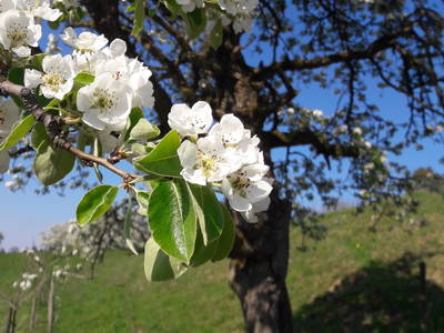 Frühling auf dem Loyerhof wenn die Bäume blühen....