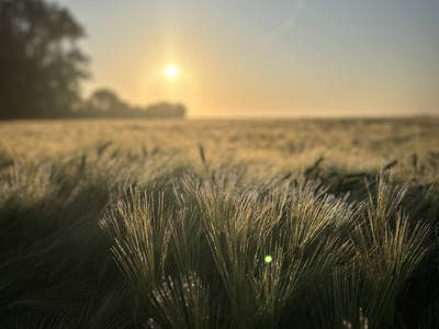 Bild 27 aus  Der Wilhelminenhof