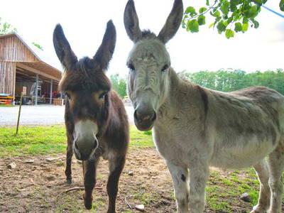 Bild 16 aus  LandSelection Drewes-Hof