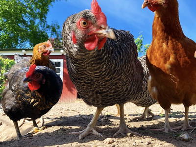 Bild 7 aus  Ferienhof Karin Schwarz