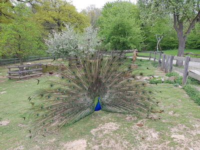 Pfau