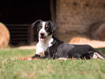 Bild 31 aus  Gutshof Hungerburg