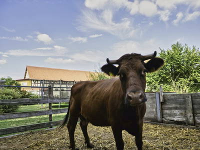 Bild 15 aus  Ferienhof Zinn