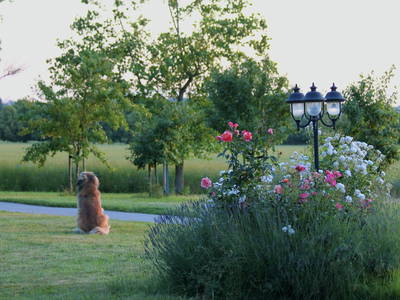 Bild 37 aus  Gut Sommereichen