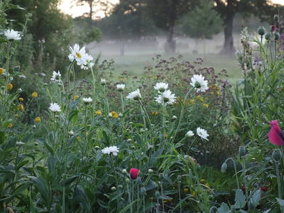 Blumenstauden im Garten