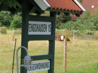 Bild 4 aus  Nase im Wind